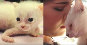 Behinderte Babykatze gab nicht auf - jetzt hat sie endlich die perfekte Mama gefunden