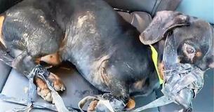 Politieagent redt arm hondje dat op brute wijze was vastgebonden met duct tape en in een ijskoude greppel werd gedumpt