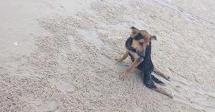 Dorp weigert om verlamde hond te redden totdat toerist hem over het strand ziet strompelen
