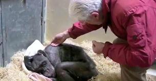 Un chimpanzé mourant âgé de 59 ans reconnaît la voix de son ancien gardien et a une belle réaction