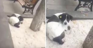 Man’s Dog That Was Lost Three Years Ago Freaks Out When Reunited With His Owner Again