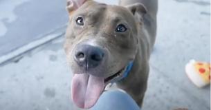 Man Drives 2,800 Miles To Save Dog From Being Euthanized