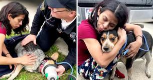 Medics Rush To Revive Dog Saved From Fire, Special Pet Oxygen Mask Saves His Life