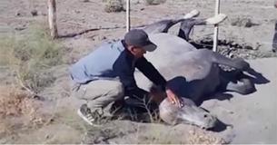 Watch: Travelers Find Wild Horse Trapped in Fence, Know They Have To Act Fast