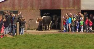 Cows Jump For Excitement After Seeing Sky For The First Time In 6 Months