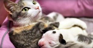 Un chat maternel aide à sauver un nouveau-né Pit Bull Puppy