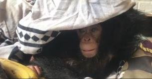 Rescuers Save Baby Chimp Tied Up In Plastic Bag After Poachers Killed Her Mom