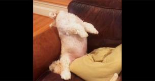 Angry Dog Throws Funniest Tantrum Ever