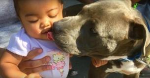 Un Pit Bull tient un bébé par la couche entre les dents et cogne à la porte arrière - alors la famille réalise qu'il y a un incendie