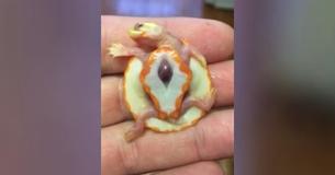 Tiny Albino Turtle Born With Heart Beating Outside Chest Finds Permanent Home: 'She Gives Me Hope'