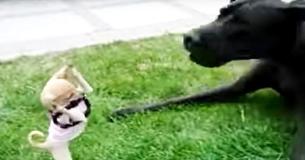 Un chihuahua intrépide tente de combattre un dogue allemand dans une vidéo hilarante