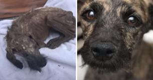 Un chien errant mourant n'avait plus beaucoup de temps, mais son ange gardien l'enleva et changea tout