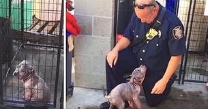 Pup is verdrietig in schuilplaats tot ze herenigd is met de brandweerman die haar van misbruik redde