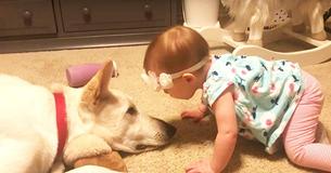 Une petite fille envahit l'espace personnel de son chien pour l'embrasser, suscitant une réaction inattendue 