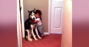 Un bébé terrifié de l'aspirateur se précipite vers le Husky protecteur dans une adorable vidéo