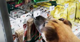Un homme emmène un chien âgé dans une boutique pour animaux et lui achète tout ce qu'il touche