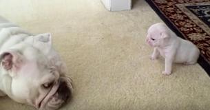 Un chiot perd son sang-froid après que maman l'a caressé sur la tête