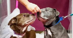 Shelter ‘Marries’ Dogs That Have A Special Bond So They Have To Be Adopted Together