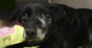 Elderly Dog Doesn’t Comprehend Why She’s Been Left At Shelter – Receives A Christmas Miracle