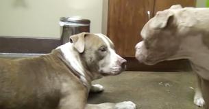 Rescued Pit Bulls Meet For The First Time And Get So Excited They Dance Together
