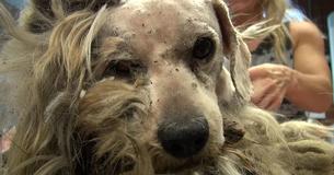 Dakloze hond wordt gered en krijgt een opmerkelijke transformatie