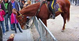 Franse buldog stapt af op politiepaard - reactie paard op ontmoeting gaat viral