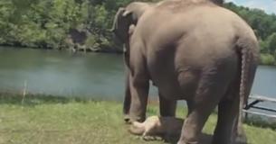 Olifant wacht wekenlang op zijn beste maatje, een  gewonde hond, om terug te komen, kijk hoe ze eindelijk herenigd worden