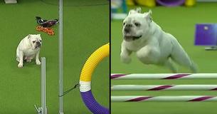 Rudy le bouledogue potelé réussit parfaitement son concours d'agilité