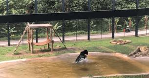 Un ours qui a passé 9 ans dans une "ferme de torture" ne peut pas cacher son enthousiasme lorsqu’il voit l’eau pour la première fois