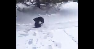 Vidéo réconfortante d'un chien qui traîne un chat en état d'hypothermie dans sa niche pour l'aider à se sentir au chaud