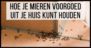 Voordelig geheim om mieren voorgoed uit huis te houden onthult
