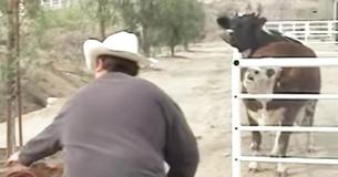 Cow Won't Stop Crying For Her Missing Baby - Then She Looks Through The Fence And Loses It