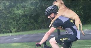 Un cycliste découvre un chien errant rampant dans les bois à 7 km de la ville et refuse de le laisser derrière