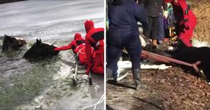 Un fermier découvre deux chevaux Clydesdale pris au piège dans un lac gelé - Le sauvetage dramatique se dévoile