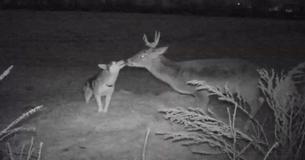 Pup Sneaks Away From Home To Befriend A Wild Deer