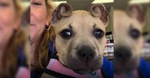 Un chiot abandonné a d'adorables oreilles en "rouleau de cannelle" qui l'ont aidée à sauver ses frères et sœurs