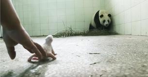 Panda Rejects Her Newborn, Then Camera Captures The Moment When Her Instincts Kick In