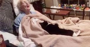 Faithful Cat Refuses To Leave The Side Of Dying Best Friend