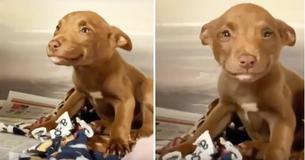 Tiny Pup Just Can't Stop Smiling After Being Rescued