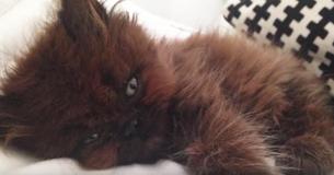 Vrouw adopteert kleine, zieke kat. Een jaar later weegt het bijna zo veel als zijn eigenaar