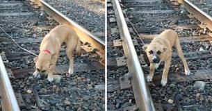 Man  ziet puppy vastgebonden aan spoorrails en realiseert zich dat hij daar met opzet in de steek gelaten werd