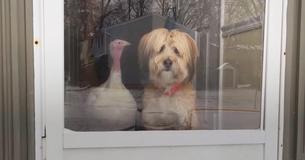This Dog's Best Friends Is A Turkey, And They Can't Stand To Be Separated