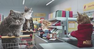 Le supermarché peu connu a fait la "publicité pour chat la plus drôle du monde"
