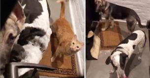 Guy Opens Apartment Door — And Finds Entire Gang Of Animals Standing Outside