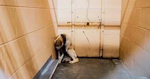 Verwaarloosde hond in asiel kruipt in de hoek van zijn kooi, te bang om iemand bij hem in de buurt te laten komen