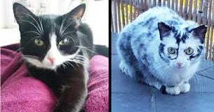 Black Cat Looks Like A Dalmatian After Rare Condition Makes Her Fur Continuously Change Colors