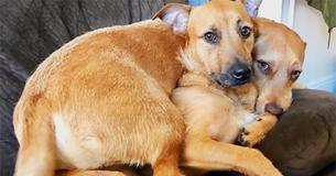 Un chien trouve son " jumeau " pendant une promenade, et persuade son propriétaire de l'adopter