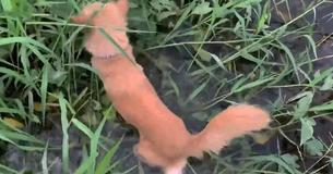 Hond leidt eigenaar naar mandje met verlaten pups in veld na het horen van hun kreten om hulp