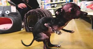 Man Brings Shelter Dog With Special Needs To Store And Buys Her Every Item She Touches