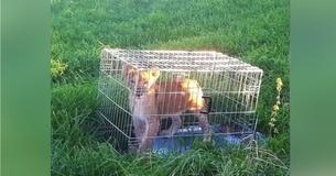 Jogger Discovers Abandoned "Cat" In The Midst Of A Field